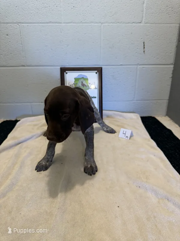 Male #4 – German Shorthaired Pointer puppy for sale in Statesville, NC