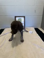 Male #4, a male German Shorthaired Pointer for sale in Statesville, NC – 1 of 3