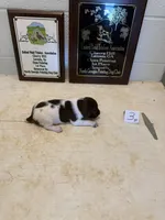 Female #3, a female German Shorthaired Pointer for sale in Statesville, NC – 2 of 3