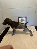 Male #4, a male German Shorthaired Pointer for sale in Statesville, NC – 2 of 3