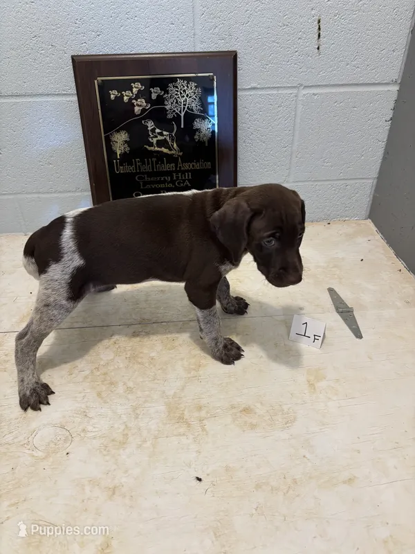 Female #1 – German Shorthaired Pointer puppy for sale in Statesville, NC