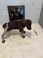 Female #1, a female German Shorthaired Pointer for sale in Statesville, NC – 1 of 3