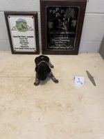 Male #1 , a male German Shorthaired Pointer for sale in Statesville, NC – 2 of 3