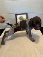 Male #4, a male German Shorthaired Pointer for sale in Statesville, NC – 3 of 3