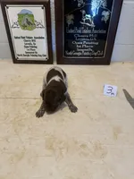 Male #3, a male German Shorthaired Pointer for sale in Statesville, NC – 1 of 3
