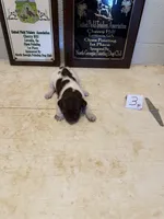 Female #3, a female German Shorthaired Pointer for sale in Statesville, NC – 1 of 3