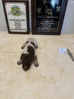 Female #1, a female German Shorthaired Pointer for sale in Statesville, NC – 3 of 3