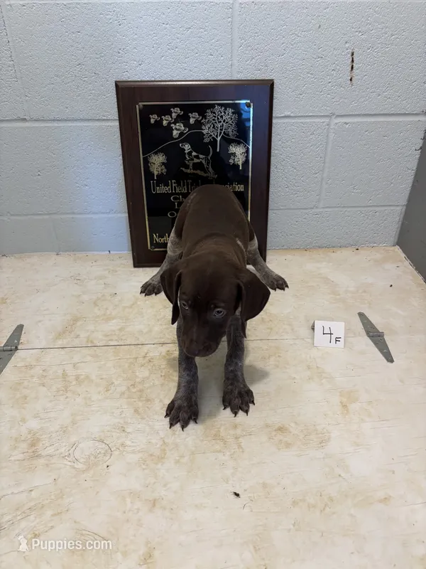 Female #4 – German Shorthaired Pointer puppy for sale in Statesville, NC