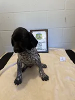 Male #1, a male German Shorthaired Pointer for sale in Statesville, NC – 3 of 3