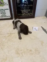 Male #4, a male German Shorthaired Pointer for sale in Statesville, NC – 3 of 3