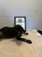 Female #2, a female German Shorthaired Pointer for sale in Statesville, NC – 3 of 3