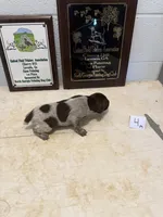 Male #4, a male German Shorthaired Pointer for sale in Statesville, NC – 2 of 3