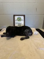 Female #2, a female German Shorthaired Pointer for sale in Statesville, NC – 2 of 3