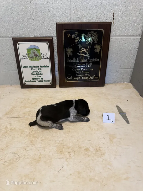Male #1  – German Shorthaired Pointer puppy for sale in Statesville, NC