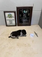 Male #1 , a male German Shorthaired Pointer for sale in Statesville, NC – 1 of 3