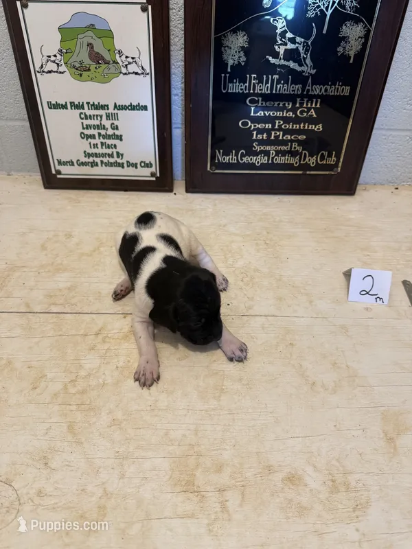 Male #2 – German Shorthaired Pointer puppy for sale in Statesville, NC