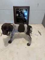 Female #1, a female German Shorthaired Pointer for sale in Statesville, NC – 3 of 3