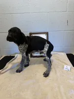 Male #1, a male German Shorthaired Pointer for sale in Statesville, NC – 2 of 3