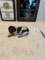 Male #3, a male German Shorthaired Pointer for sale in Statesville, NC – 3 of 3