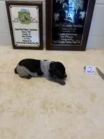Female #2, a female German Shorthaired Pointer for sale in Statesville, NC – 3 of 3