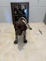 Female #1, a female German Shorthaired Pointer for sale in Statesville, NC – 2 of 3