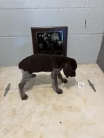Female #4, a female German Shorthaired Pointer for sale in Statesville, NC – 2 of 3