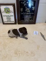Male #3, a male German Shorthaired Pointer for sale in Statesville, NC – 2 of 3