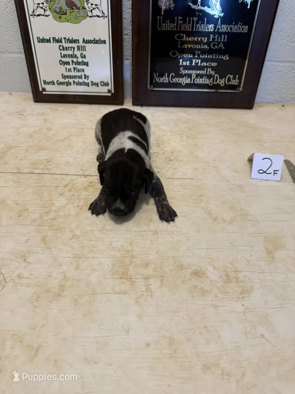 Female #2 – German Shorthaired Pointer puppy for sale in Statesville, NC