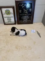 Male #2, a male German Shorthaired Pointer for sale in Statesville, NC – 2 of 3