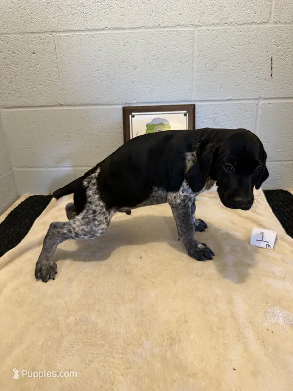 Male #1 – German Shorthaired Pointer puppy for sale in Statesville, NC