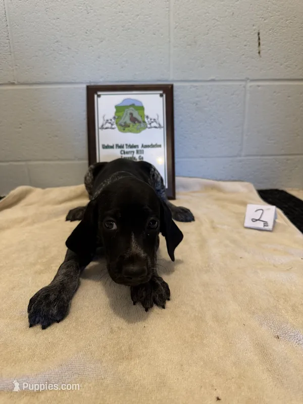 Female #2 – German Shorthaired Pointer puppy for sale in Statesville, NC