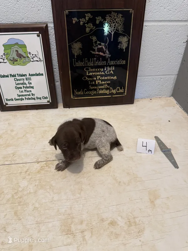 Male #4 – German Shorthaired Pointer puppy for sale in Statesville, NC