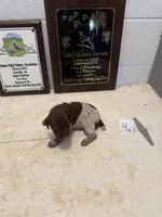 Male #4, a male German Shorthaired Pointer for sale in Statesville, NC – 1 of 3