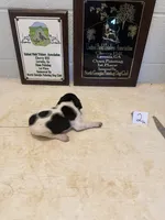 Male #2, a male German Shorthaired Pointer for sale in Statesville, NC – 3 of 3