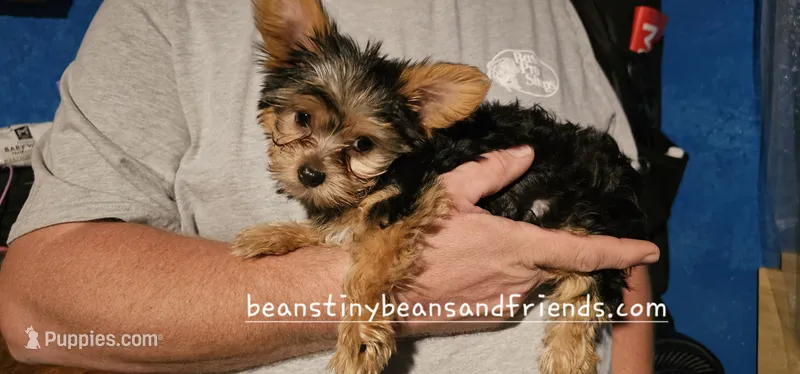 MINNIE moose – Yorkshire Terrier puppy for sale in Lakeland, FL