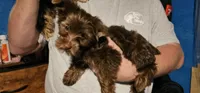 Mickey Moose, a male Yorkshire Terrier for sale in Lakeland, FL – 7 of 7
