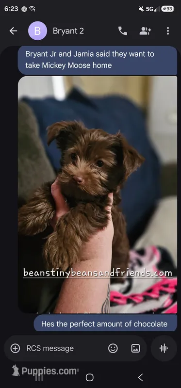 Mickey Moose – Yorkshire Terrier puppy for sale in Lakeland, FL
