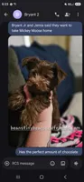 Mickey Moose, a male Yorkshire Terrier for sale in Lakeland, FL – 1 of 3