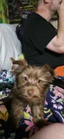 Mickey Moose, a male Yorkshire Terrier for sale in Lakeland, FL – 2 of 7