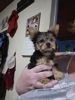 MINNIE moose, a female Yorkshire Terrier for sale in Lakeland, FL – 2 of 2