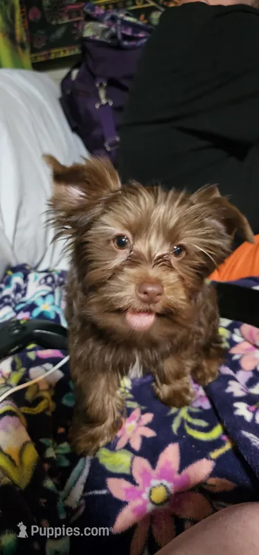 Mickey Moose – Yorkshire Terrier puppy for sale in Lakeland, FL