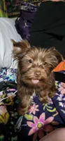 Mickey Moose, a male Yorkshire Terrier for sale in Lakeland, FL – 1 of 7