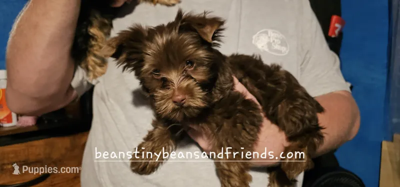 Mickey Moose – Yorkshire Terrier puppy for sale in Lakeland, FL