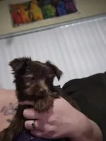 Mickey Moose, a male Yorkshire Terrier for sale in Lakeland, FL – 2 of 3