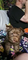 Mickey Moose, a male Yorkshire Terrier for sale in Lakeland, FL – 3 of 7