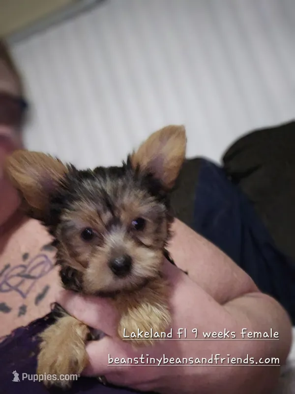 MINNIE moose – Yorkshire Terrier puppy for sale in Lakeland, FL