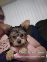 MINNIE moose, a female Yorkshire Terrier for sale in Lakeland, FL – 1 of 2