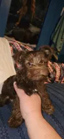 Mickey Moose, a male Yorkshire Terrier for sale in Lakeland, FL – 3 of 3