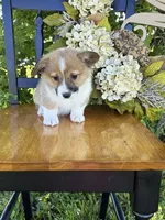 Grace, a female Pembroke Welsh Corgi for sale in Kansas City, MO – 2 of 3