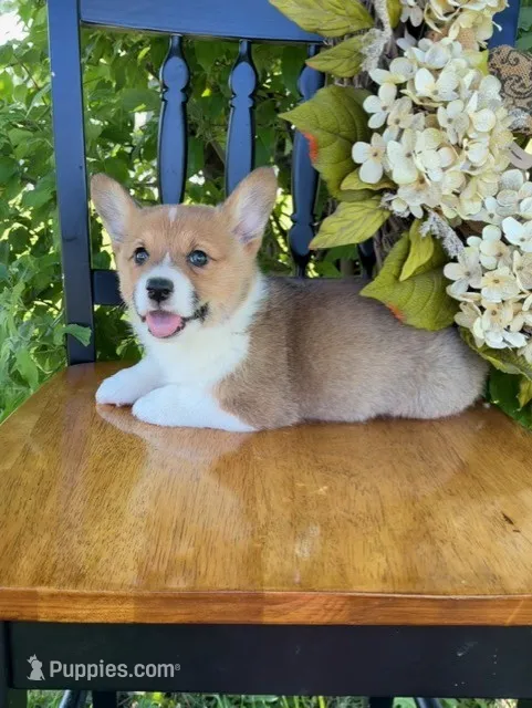 Rocky – Pembroke Welsh Corgi puppy for sale in Kansas City, MO